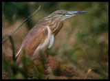 Squacco Heron