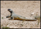 Spiny-tailed Lizzard - a common sight in Sabah Al-Ahmad