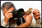 Bosse taking pictures of an Isabelline Shrike trapped in a mistnet