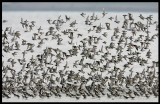 A beautiful flock of calidris waders mixed with turnstones and Lesser Sand Plovers