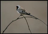 Namaqua Dove male
