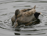 Hard to be a gadwall female durig mating! - Hornborgalake Sweden 2007