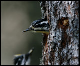 Three-toed Woodpecker male waiting for female to get out...