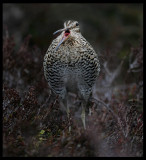 Great Snipe deep throat - Norway