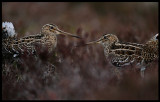 Great Snipe - one of four species gathering on a lek