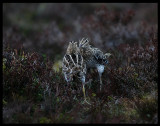 Defending their territory - waiting for a female snipe