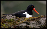 Rainy weather - Oystercatcher on nest in snes