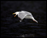 Herring Gull