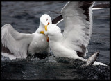 If I don`t get - You dont get !!  Great Black-backed Gulls fighting