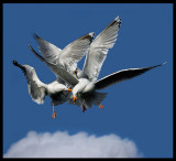 Herring Gulls fighting over some bread - Norway