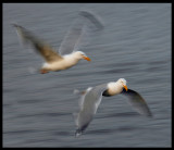 Herring Gulls