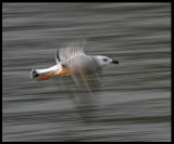 Juvenile Great Black-backed Gull late in evening