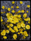 Tussilago farfara