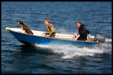 Pilot Dog - Stockholm archipelago