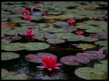 Red Water-lily (Nymphaea alba var. rosea) - land Sweden 2007