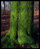 Gren lichen - Bokhultet Växjö 2004