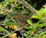 Nightjar