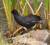 Moorhen