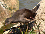 Baby Moorhen