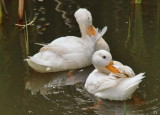 Ducks at Kenridge