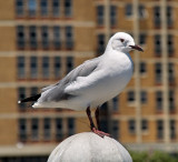 Gull1