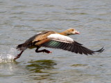 Egyptian Goose Take Off