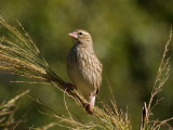 Southern Red Bishop