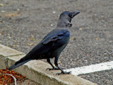 Cape Crow3