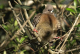 White Backed Mouse Bird 5