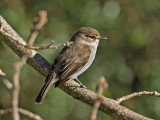 Spotted Flycatcher