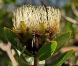 Protea00010.jpg