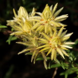 700yellowf5.jpg