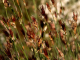 800Grass1a.jpg