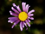 800Pflower4.jpg