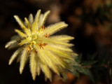 800yellowf2.jpg