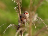 800Common waxbill1.jpg