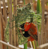 Southern Red Bishop Weaving