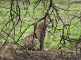 Leopard Stalking