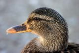 Female Mallard (Anas platyrhynchos)