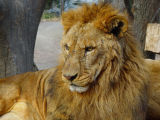 Lion, Everland Safari Ride