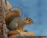 Fox Squirrel 07