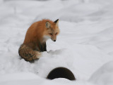 Fox at Culvert