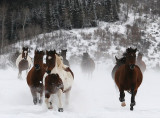 Horses running in the snow