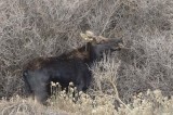 Moose near Rifle Walmart 05