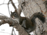 Red Squirrel small.jpg