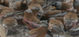 A Blur of Rosy-finches 07