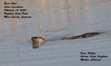 River otter 1