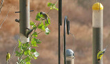 Three Species of Goldfinch