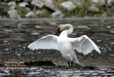 Trumpeter Swan