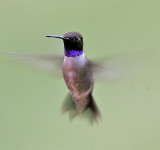 Black-chinned Hummingbird